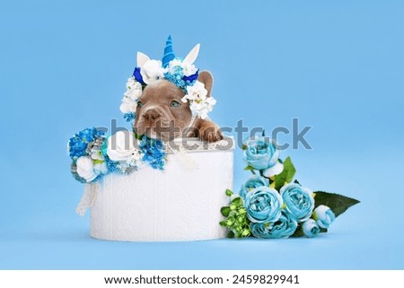 French Bulldog dog puppy with unicorn headband with horn peeking out of box with flowers on blue background