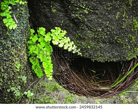 Ferns that grow on mossy stones Royalty-Free Stock Photo #2459832145
