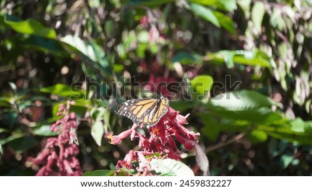 Monarch majesty: The magnificent Monarch butterfly (Danaus plexippus). The migratory butterfly. Seen at the botanical garden, spring season. Royalty-Free Stock Photo #2459832227