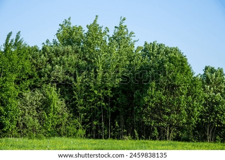 Row of trees under blue sky in field, natural landscape