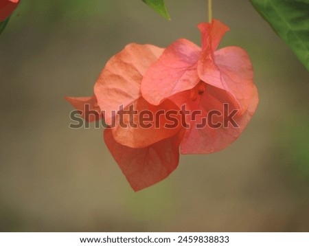 Riau, Indonesia May 2024, orange paper flowers