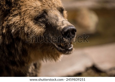 a close up of a brown bear s face with its mouth open