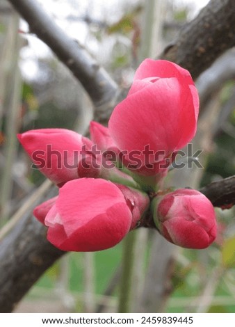Quince blossoms in red, nature's vivid brushstroke, capturing the essence of orchard beauty