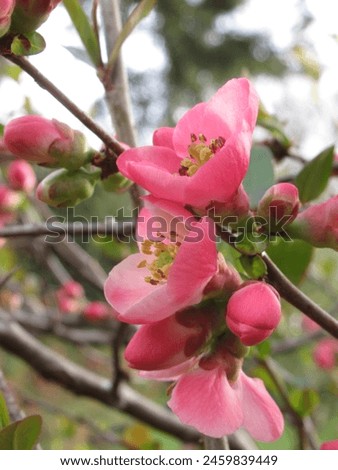 Quince blossoms in red, nature's vivid brushstroke, capturing the essence of orchard beauty