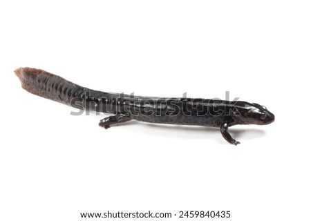 Pachytriton brevipes "Black-spotted Stout Newt" isolated on white background, Pachytriton brevipes salamander on white background