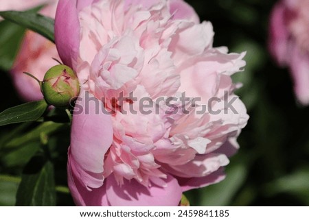 Pink Peony Close-Up: Stunning Floral Photography for Your Projects
Close Up Photo