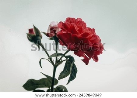 beautiful red roses like first love Royalty-Free Stock Photo #2459849049