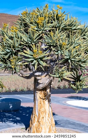 Dragon tree, Dracaena draco in Icod de los Vinos, Canary islands, Spain, botalican collection Royalty-Free Stock Photo #2459851245