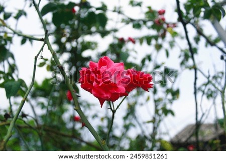 beautiful red roses like first love Royalty-Free Stock Photo #2459851261