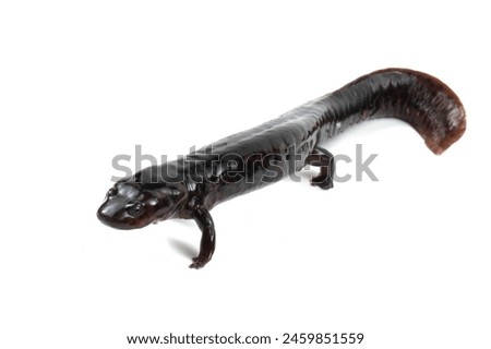 Pachytriton brevipes "Black-spotted Stout Newt" isolated on white background, Pachytriton brevipes salamander on white background