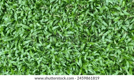 Grass field, green grass surface photo and picture , natural background, tropical carpet grassland