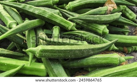 LadyFinger picture in 2024
Summer season vegetable 