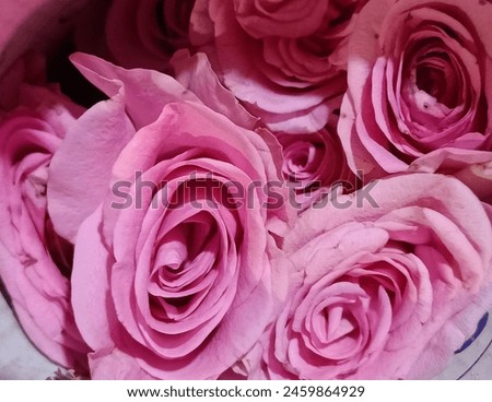 pink flower - pink rose wallpaper 