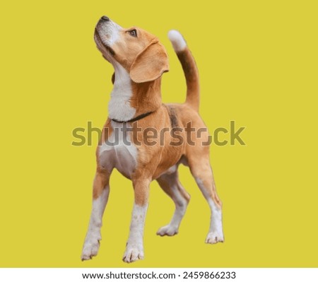 Sarabi dog lying down calmly, Shinny, innocent, Closeup Photo of Dog, Nose, Eyes with yellow Background