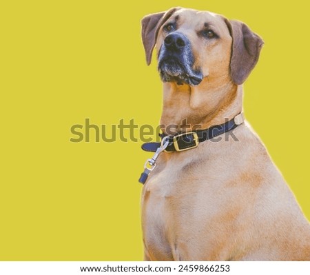 Sarabi dog lying down calmly, Shinny, innocent, Closeup Photo of Dog, Nose, Eyes with yellow Background