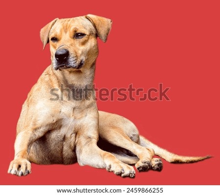 Sarabi dog lying down calmly, Shinny, innocent, Closeup Photo of Dog, Nose, Eyes with dark orange Background