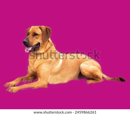 Sarabi dog lying down calmly, Shinny, innocent, Closeup Photo of Dog, Nose, Eyes with dark pink Background