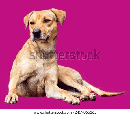 Sarabi dog lying down calmly, Shinny, innocent, Closeup Photo of Dog, Nose, Eyes with dark pink Background