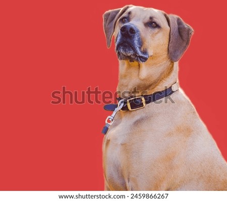 Sarabi dog lying down calmly, Shinny, innocent, Closeup Photo of Dog, Nose, Eyes with dark orange Background