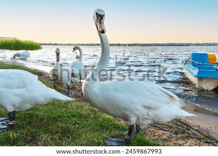 A white swan with an orange beak stands gracefully by a calm lake on a sunny day, looking at the camera. The blurred background includes distant people, enhancing the serene atmosphere.