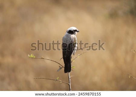Falcon in Kruger Park, South Africa. Shot in 4K.
