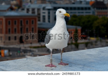 A solitary seagull perched gracefully atop the weathered rooftop, its sleek feathers ruffled gently by the coastal breeze. Against the backdrop of a dusky sky, it stood as a sentinel, its keen eyes sc Royalty-Free Stock Photo #2459881173