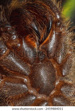 Close up picture of a tarantula fangs