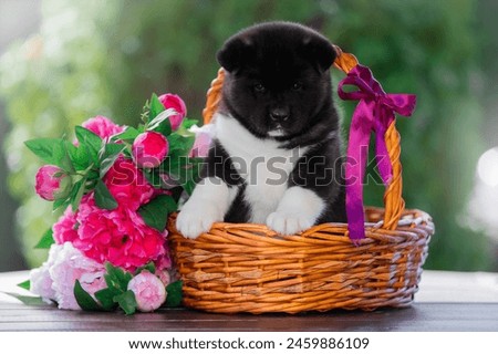 dog portrait of an American akita puppy in a basket with pink peony flowers on a green background