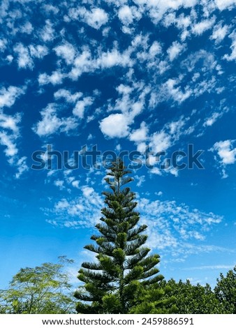 Nature photography.This is pine tree.It's very nice nature Image stock. The green trees and blue sky background image 