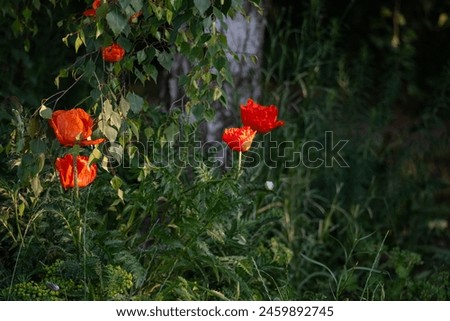 Colorful poppies bloom in lush garden, vivid red petals contrast green leaves