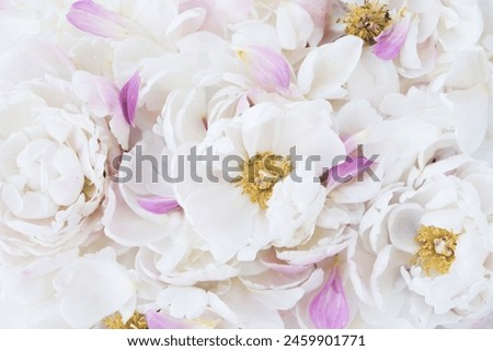 Beautiful fresh pastel pink and white peonies in full bloom and peony petals, top view. Natural flowery texture for background.