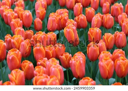Close up of orange tulips tinged with golden yellow Royalty-Free Stock Photo #2459903359