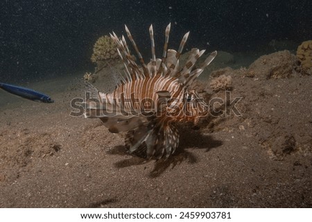 Lionfish in the Red Sea colorful fish, Eilat Israel
