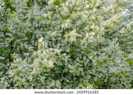 Selective focus white flowers of Prunus padus (bird cherry) full blooming on the tree with blue sky as backdrop, Hackberry is a flowering plant, It is a species of cherry, Natural floral background. Royalty-Free Stock Photo #2459916185