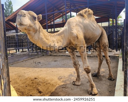 A camel in animal captivity