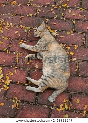 A cat is sleeping and relaxing against the background of the sidewalk filled with fallen dry leaves   