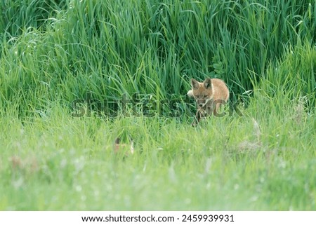 A single red fox kit exploring the grass field near the den.   The red orange fox stands out against the green long grass. kit, baby, pup, play, playful, young, free, wild Royalty-Free Stock Photo #2459939931