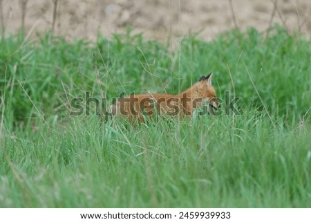 A single red fox kit exploring the grass field near the den.   The red orange fox stands out against the green long grass. kit, baby, pup, play, playful, young, free, wild Royalty-Free Stock Photo #2459939933