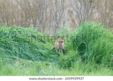 A single red fox kit exploring the grass field near the den.   The red orange fox stands out against the green long grass. kit, baby, pup, play, playful, young, free, wild Royalty-Free Stock Photo #2459939937