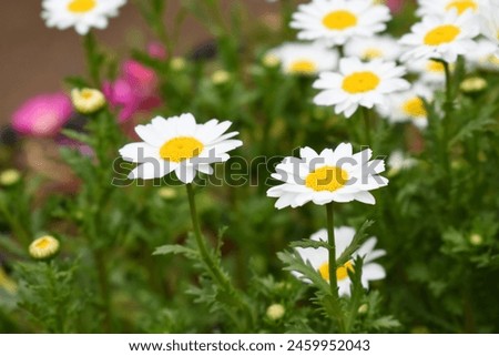 Oxeye daisy (Leucanthemum vulgare) blooming in spring, White flowers in the garden closeup, Wild daisy flowers growing on meadow, white chamomiles on green grass background. Oxeye daisy Royalty-Free Stock Photo #2459952043