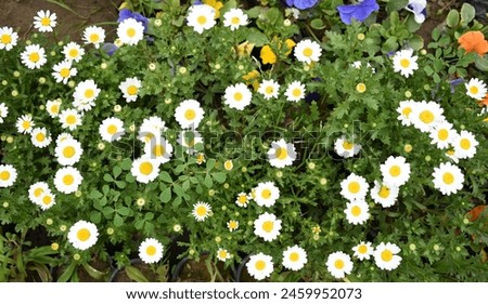 Oxeye daisy (Leucanthemum vulgare) blooming in spring, White flowers in the garden closeup, Wild daisy flowers growing on meadow, white chamomiles on green grass background. Oxeye daisy Royalty-Free Stock Photo #2459952073