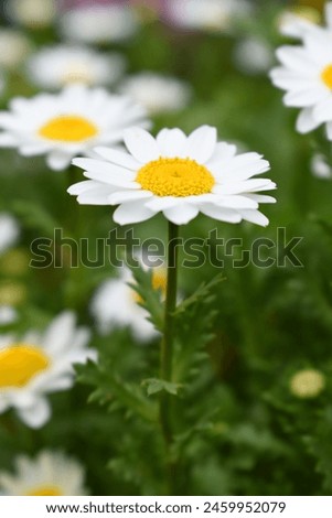Oxeye daisy (Leucanthemum vulgare) blooming in spring, White flowers in the garden closeup, Wild daisy flowers growing on meadow, white chamomiles on green grass background. Oxeye daisy Royalty-Free Stock Photo #2459952079