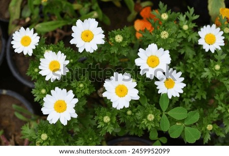 Oxeye daisy (Leucanthemum vulgare) blooming in spring, White flowers in the garden closeup, Wild daisy flowers growing on meadow, white chamomiles on green grass background. Oxeye daisy Royalty-Free Stock Photo #2459952099