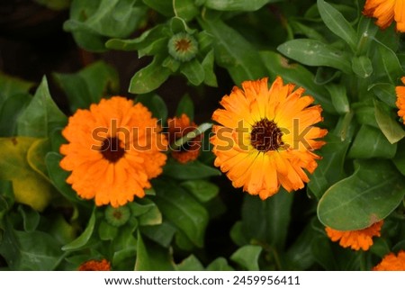 Calendula officinalis flower, orange calendula flower closeup, calendula, calendula flower, flowers, orange flowers