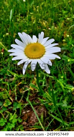 Bellis perennis the daisy is a European species of the family Asteraceae, often considered the archetypal species of the name daisy. Royalty-Free Stock Photo #2459957449
