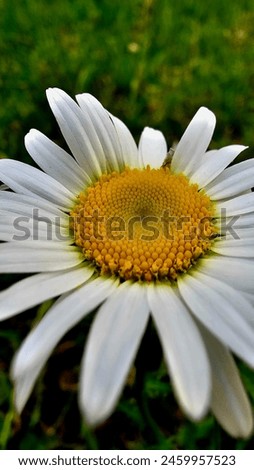 Bellis perennis the daisy is a European species of the family Asteraceae, often considered the archetypal species of the name daisy. Royalty-Free Stock Photo #2459957523