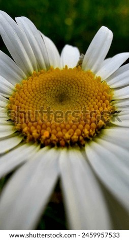Bellis perennis the daisy is a European species of the family Asteraceae, often considered the archetypal species of the name daisy. Royalty-Free Stock Photo #2459957533