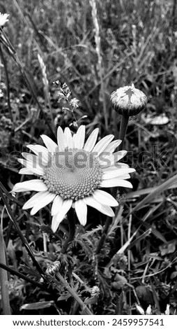 Bellis perennis the daisy is a European species of the family Asteraceae, often considered the archetypal species of the name daisy. Royalty-Free Stock Photo #2459957541