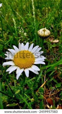 Bellis perennis the daisy is a European species of the family Asteraceae, often considered the archetypal species of the name daisy. Royalty-Free Stock Photo #2459957583