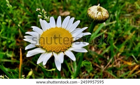 Bellis perennis the daisy is a European species of the family Asteraceae, often considered the archetypal species of the name daisy. Royalty-Free Stock Photo #2459957595